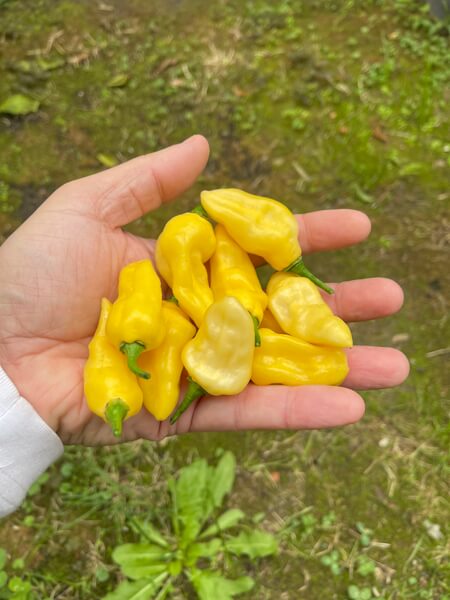 Habanero Hot Lemon